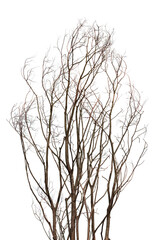Bare Branches of a tree isolated on a white background in the late autumn