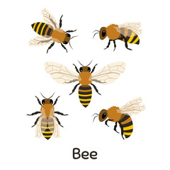 Set of Honey bees. Vector Illustration 