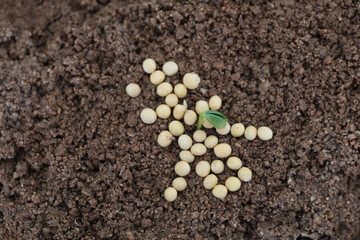 The Chinese characters spring and the sprouts of soybeans on the soil