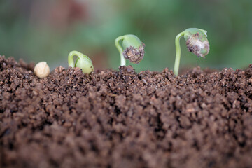 The process of gradual growth and germination of a soybean seed