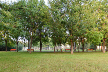The lawns, trees and seats for people to rest in the city park, the natural scenery