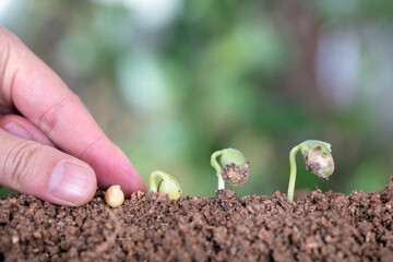 Fototapeta premium Planting seeds and other growing with one hand