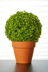 Potted Hedge Plant