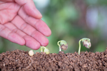 One hand cares for the bean sprouts growing all the way