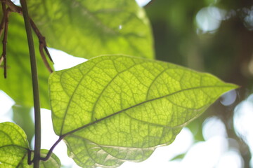 hoja verde con vista de abajo hacia arriba 