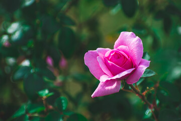 秋に撮影した様々な薔薇
