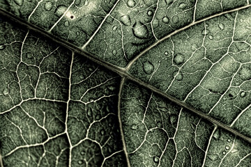 abstract leaf detail, perfect for backgrounds