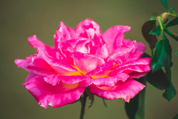 秋に撮影した様々な薔薇