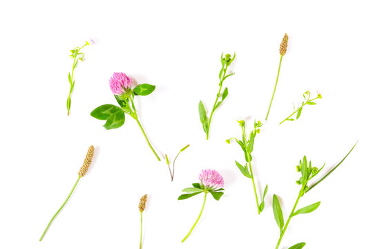 Background material of the wild flower and wild grass. 
 野花と野草の背景素材