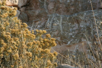dried flowers by the rock