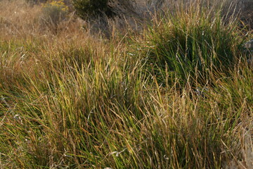 grass on the river bed