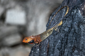 close-up of oriental garden lizard