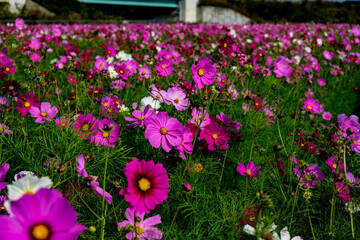 三光のコスモス