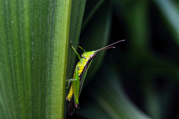 close-up of grasshopper on a leaf