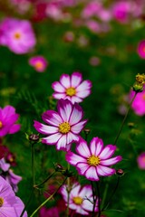 三光のコスモス