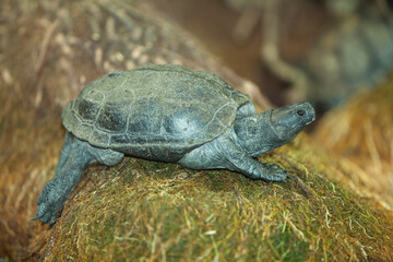 鳥羽水族館の亀