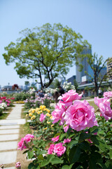 中之島バラ園