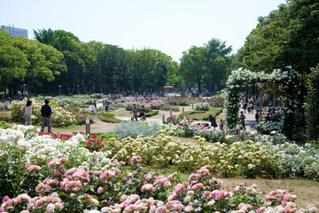 靭公園のバラ園