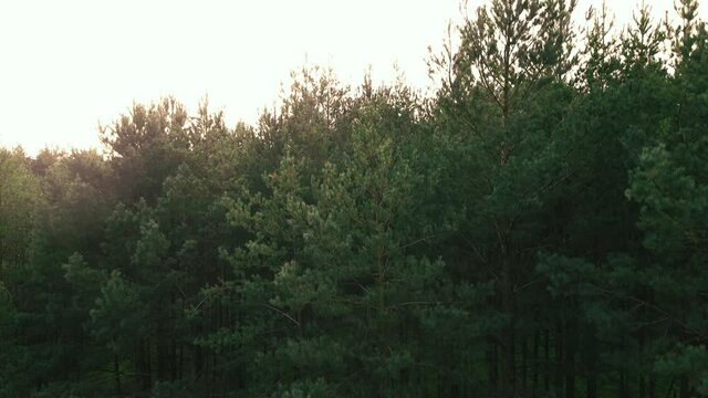 Green forest, Evergreen deciduous tree crowns of forest on a sunset Kowalskie Blota, Poland, drone aerial taking off, revealing shot