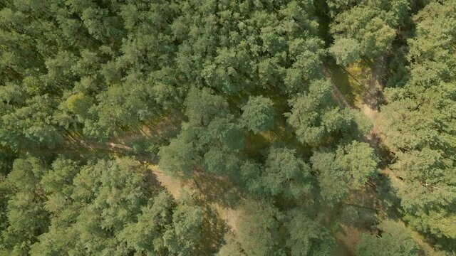 Top view of forest crowns and numerous forest pathways trails and car road through the forest in Kowalskie Blota, Poland, drone Slow take off with slight side movement 