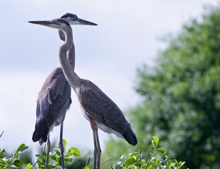 great blue heron chicks