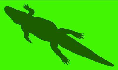 green lizard on a white background