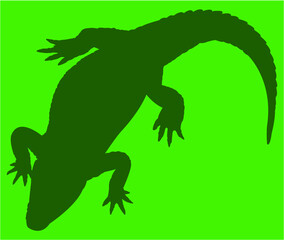 lizard on black green background