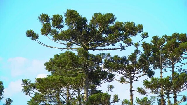 Group of Arauc&aacute;ria Centennial Tree symbol of Paran&aacute;