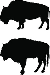 silhouette of a wild bison