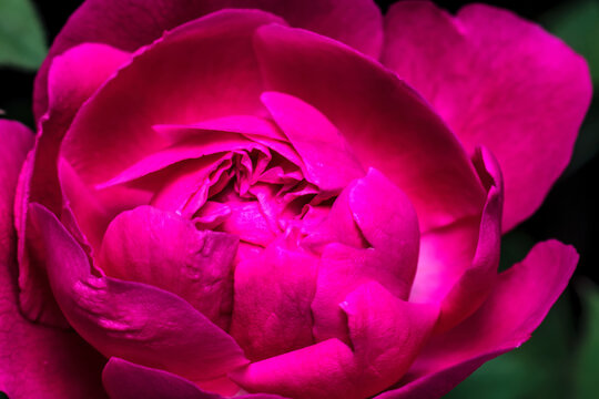 close-up of The roses bloom and look very beautiful