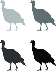 set of turkey birds