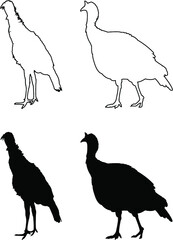 set of turkey birds 