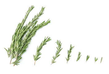 Collection of rosemary branches isolated on white background