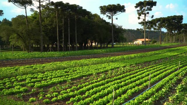 Organic lettuce plantation with irrigation system