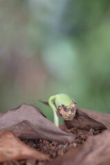 Buds emerging from dead leaves after the beginning of spring