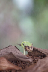 Buds emerging from dead leaves after the beginning of spring