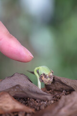 Finger the sprouts growing in the soil