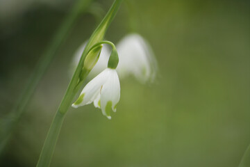 スノードロップ