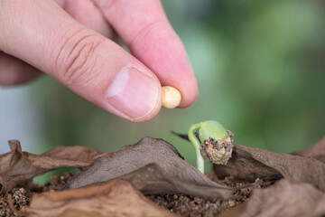 Compare the sprouts with a soybean seed