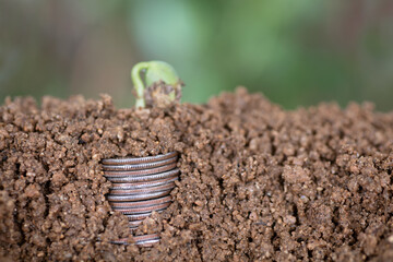 Cut open the soil section to reveal the dollar and the buds in the soil