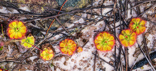 Drosera burmannii very beautiful but eating insects as food.