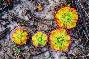 Drosera burmannii very beautiful but eating insects as food.