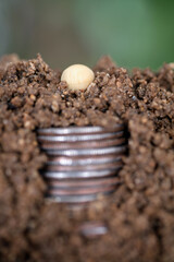 U.S. dollar coins and bean seeds on the soil are buried in the soil