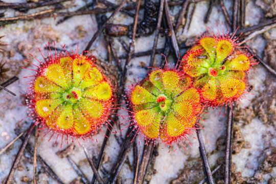 Drosera burmannii very beautiful but eating insects as food.
