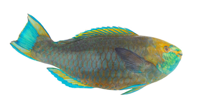Blue fins parrot fish isolated on white