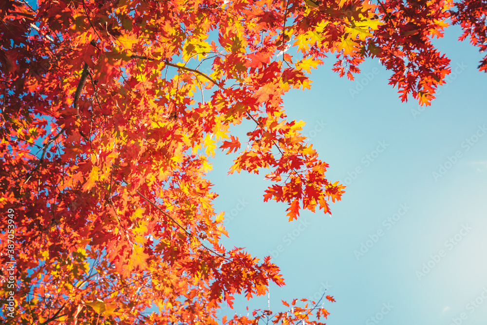 Canvas Prints Multi colored autumn tree leaves on sunny sky background