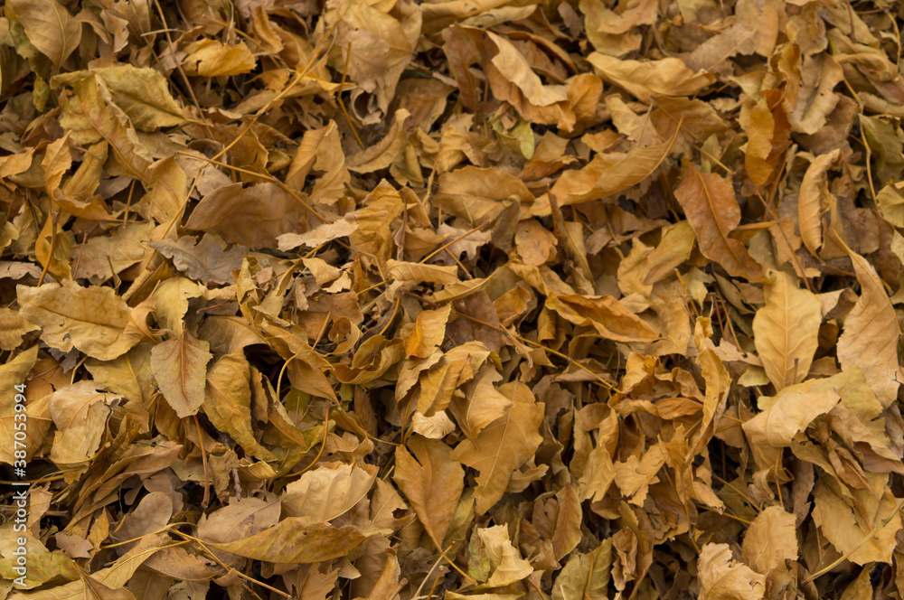 Wall mural creative autumn background of dry yellow leaves in the park. seasonal concept.