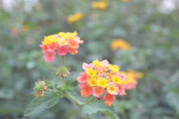 flor descuidada libre