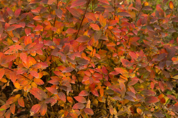 Creative autumn background of barberry bush leaves. Seasonal concept. Red, yellow, green, orange leaves of barberry in autumn.