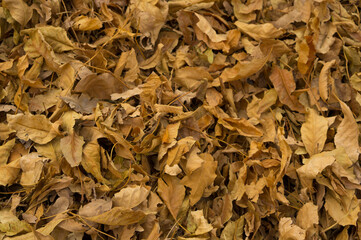Creative autumn background of dry yellow leaves in the park. Seasonal concept. 